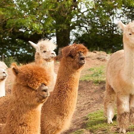 The Llama Hut Kirklevington Exteriör bild
