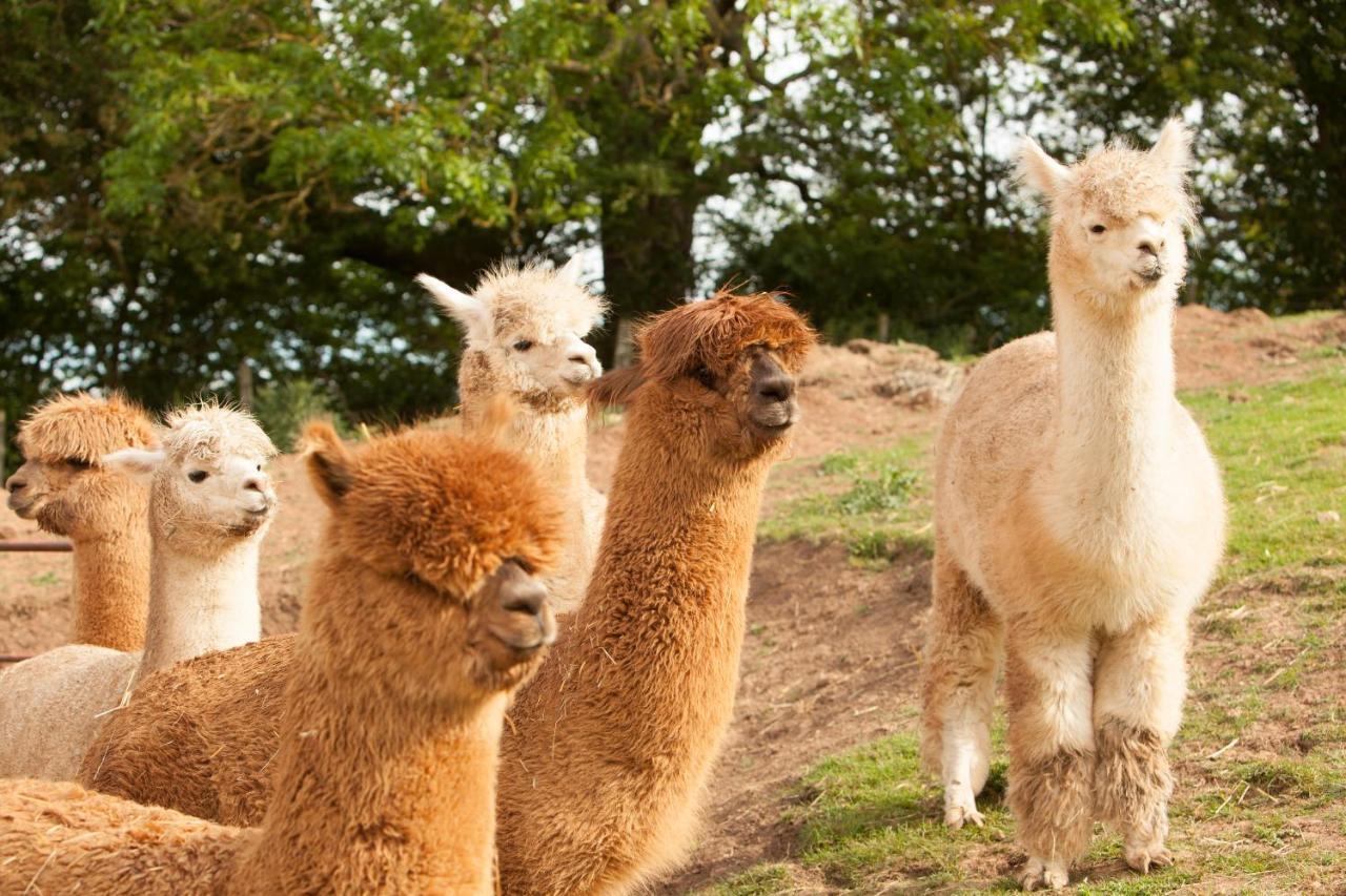 The Llama Hut Kirklevington Exteriör bild